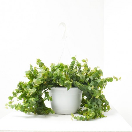 FICUS PUMILA TARRINA 22CM COLGAR