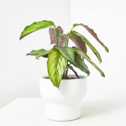 CALATHEA PINSTRIPE MACETA 12CM