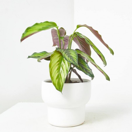 CALATHEA PINSTRIPE MACETA 12CM