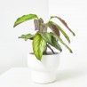 CALATHEA PINSTRIPE MACETA 12CM