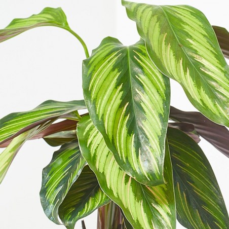 CALATHEA PINSTRIPE MACETA 12CM