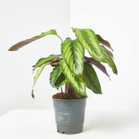 CALATHEA PINSTRIPE MACETA 12CM