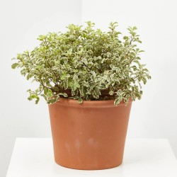 PITTOSPORUM TENUIFOL MACETA