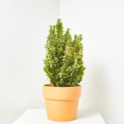 EUONYMUS JAPONICUS GOLDEN ROCKET MACETA 5L