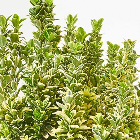 EUONYMUS JAPONICUS GOLDEN ROCKET MACETA 5L
