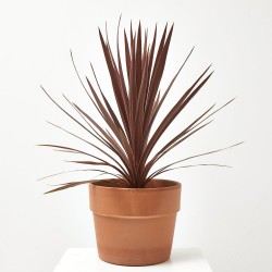 PALMERA CORDYLINE