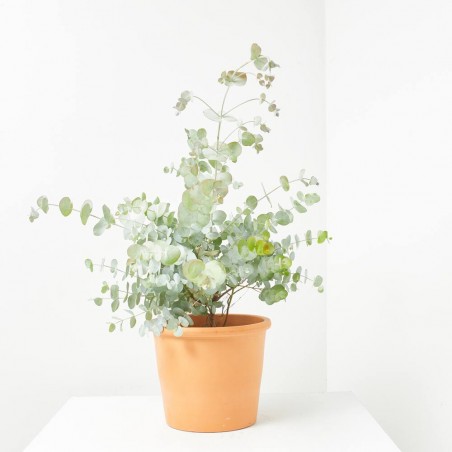 EUCALIPTO BABY BLUE MACETA 17CM