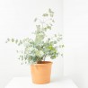EUCALIPTO BABY BLUE MACETA 17CM