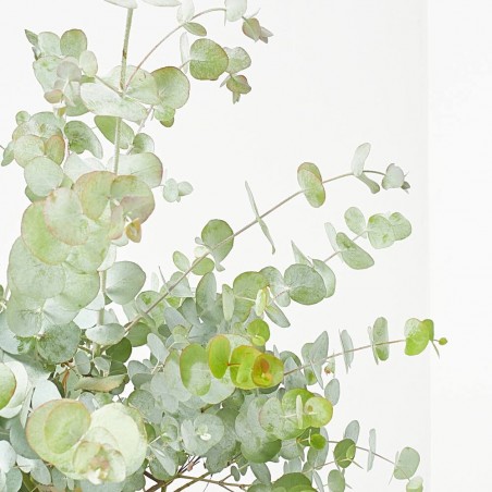 EUCALIPTO BABY BLUE MACETA 17CM