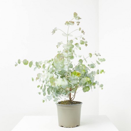 EUCALIPTO BABY BLUE MACETA 17CM