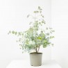 EUCALIPTO BABY BLUE MACETA 17CM