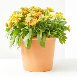 GAILLARDIA MACETA 2L