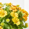 GAILLARDIA MACETA 2L