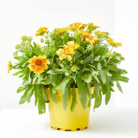 GAILLARDIA MACETA 2L