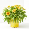 GAILLARDIA MACETA 2L