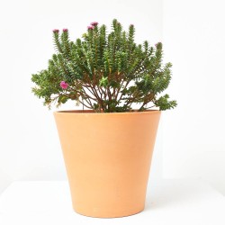 PIMELEA MACETA 20CM