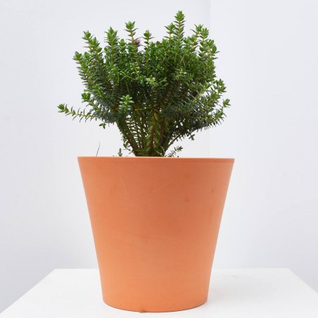 PIMELEA MACETA 20CM