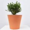 PIMELEA MACETA 20CM