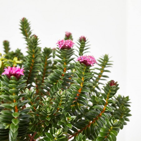 PIMELEA MACETA 20CM