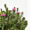 PIMELEA MACETA 20CM