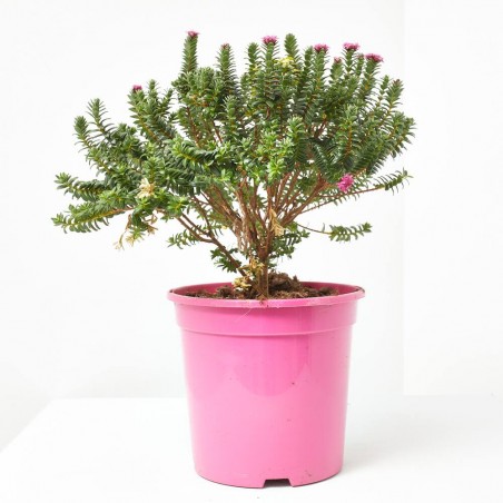 PIMELEA MACETA 20CM