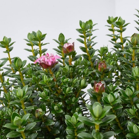 PIMELEA MACETA 20CM