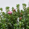 PIMELEA MACETA 20CM