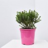 PIMELEA MACETA 20CM