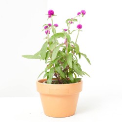 GOMPHRENA MACETA 13CM