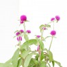 GOMPHRENA MACETA 13CM