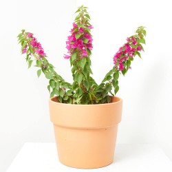 BOUGANVILLA MINI THAI MACETA 4L