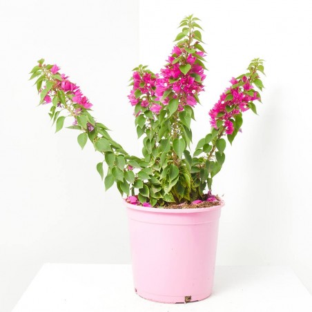 BOUGANVILLA MINI THAI MACETA 4L