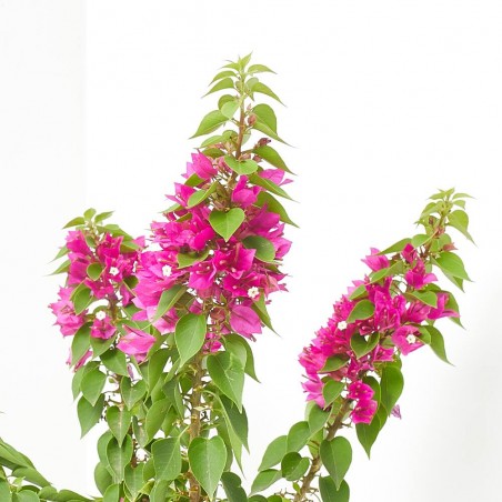 BOUGANVILLA MINI THAI MACETA 4L