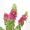 BOUGANVILLA MINI THAI MACETA 4L