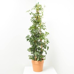 AKEBIA QUINATA 4L PIRAMIDAL