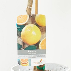POMELO