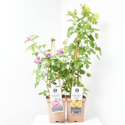 ROSAL TREPADOR 5L PIRÁMIDE