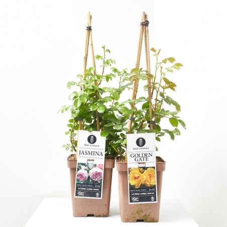 ROSAL TREPADOR 5L PIRÁMIDE