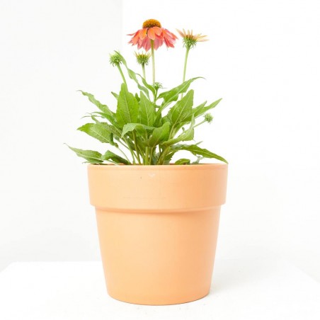 ECHINACEA 14X14