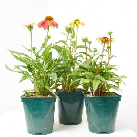 ECHINACEA 14X14