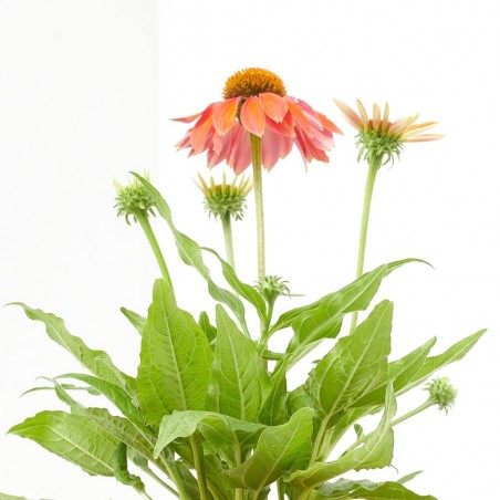 ECHINACEA 14X14