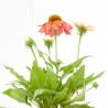 ECHINACEA 14X14