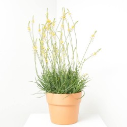 BULBINE MACETA 3L