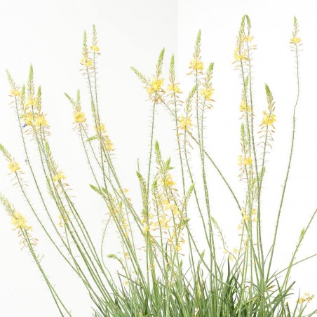 BULBINE MACETA 3L