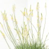 BULBINE MACETA 3L