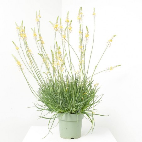 BULBINE MACETA 3L