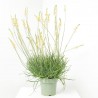 BULBINE MACETA 3L