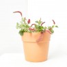 ACALYPHA 15X15