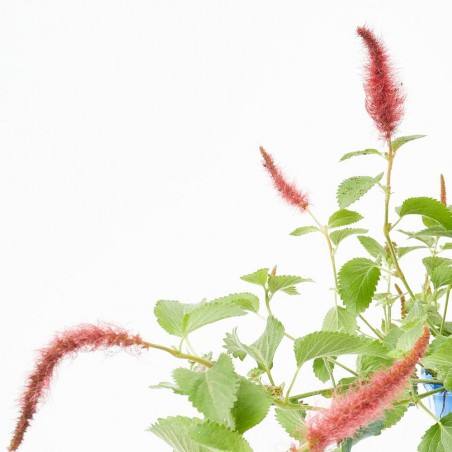 ACALYPHA 15X15