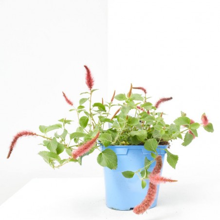 ACALYPHA 15X15